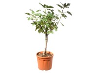 Landgard Figovník smokvoň (Ficus carica) výška 125-150 cm, pr. 24 cm
