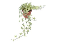 GROW by OBI Brečtan popínavý žltý pestrý priemer kvetináča cca 13 cm