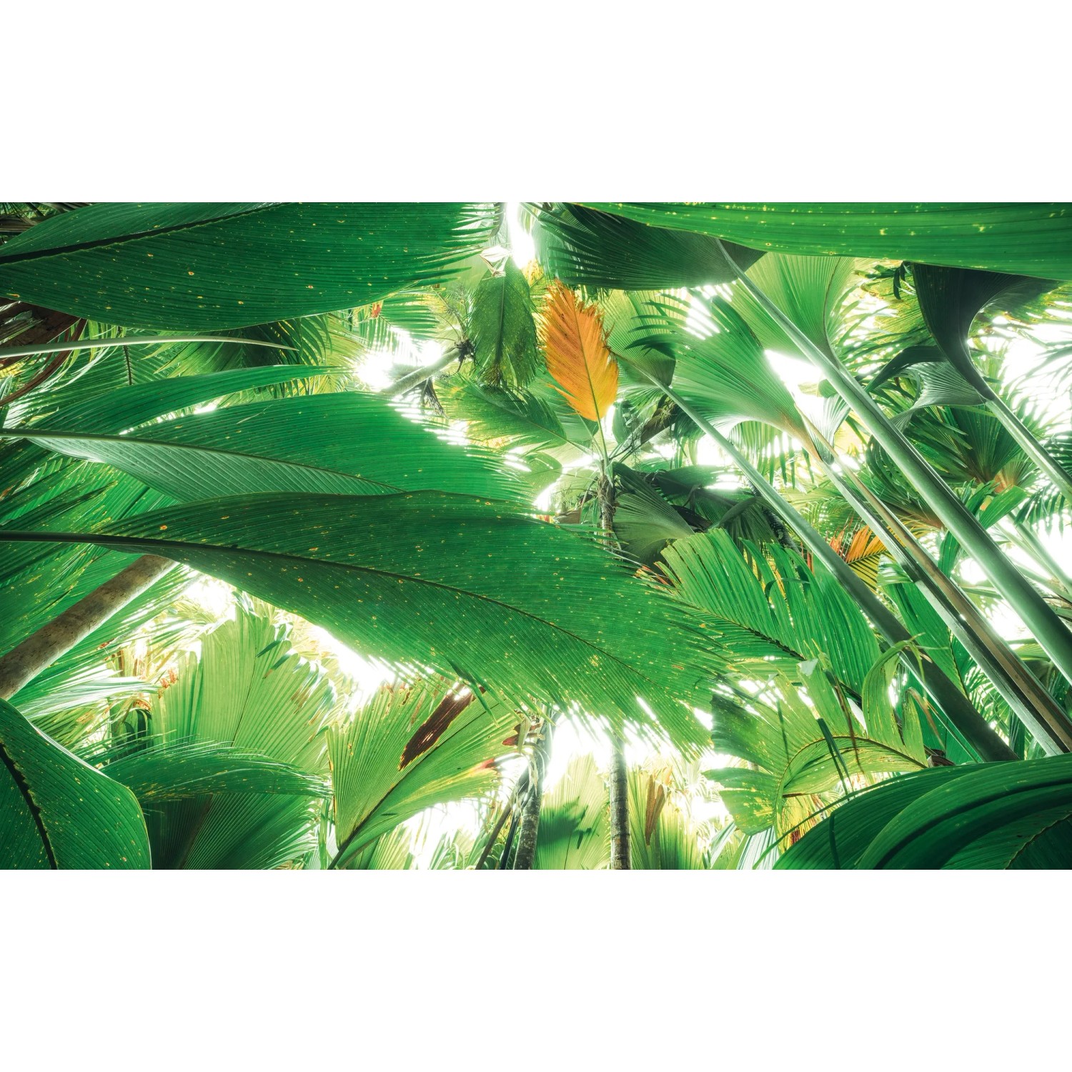 E-shop Komar Vliesová fototapeta Dschungeldach II 450 x 280 cm