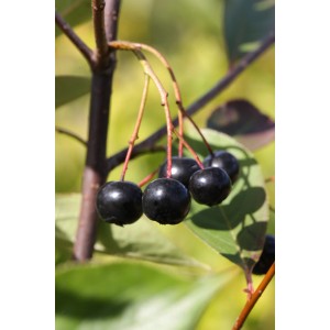 Čierne jarabiny (Aronie) na kríku. Tmavé, zrelé plody Aronia melanocarpa.