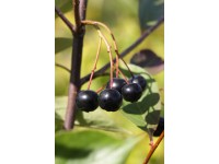 Arónia čerešňolistá (aronia prunifolia) Aron