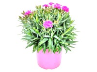 GROW by OBI Hvozdík hybridný (Dianthus hybride) 'Sunnade Pink' výška cca 26 cm