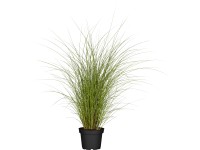 Grow by OBI Ozdobnica čínska (Miscanthus sinensis) 