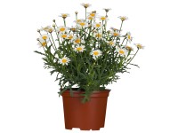 OBI Kríčková margarétka priemer kvetináča 12 cm Argyranthemum