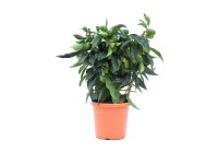 GROW by OBI Rôzne druhy citrusov pr. 19 cm
