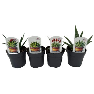 CZ-Flora Aloe pravá (Aloe Vera) rôzne druhy pr. cca 10,5 cm, 1 ks