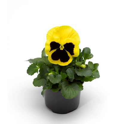 CZ-Flora Sirôtka záhradná (Viola Wittrockiana) mix farieb, pr. cca 9 cm