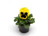 CZ-Flora Sirôtka záhradná (Viola Wittrockiana) mix farieb, pr. cca 9 cm