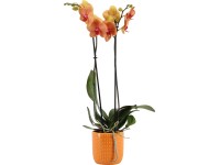 Orchidea motýľokvetá 