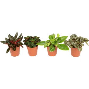 Rôzne sukulenty z kolekcie Eden v kvetináčoch (Ø 5,5 cm).