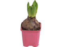 Hyacint (Hyacinthus) Ø kvetináča cca 7 cm ružový