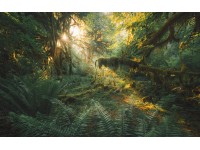 Komar Samolepiace vliesové fototapety Hall of Mosses 400 x 250 cm
