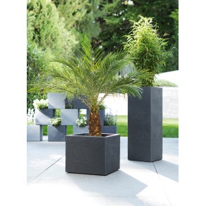 Scheurich C-Cube 240 kvetináč vo farbe Stony Grey, štvorcový, osadený palmou.