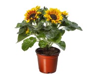 OBI Slnečnica ročná (Helianthus annuus) 