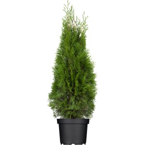 Smaragd Tuja v kvetináči, cca 60-80 cm vysoká, ideálna ako živý plot.