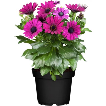 Grow by OBI Lúčovka (Osteospermum ecklonis), pr. kvetináče cca 13 cm