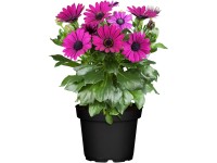 Grow by OBI Lúčovka (Osteospermum ecklonis), pr. kvetináče cca 13 cm