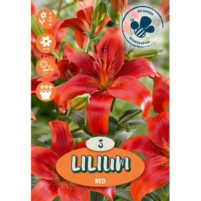 Ázijské ľalie červené