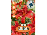 Ázijské ľalie červené