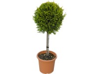 OBI Zlatý cyprusovec leylandský 