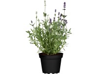 GROW by OBI Levanduľa úzkolistá (L. angustifolia) 