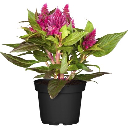 Plamenník striebristý priemer kvetináča cca 12 cm Celosia