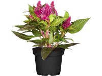 Plamenník striebristý priemer kvetináča cca 12 cm Celosia