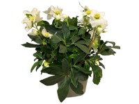 Čemerica čierna (Helleborus niger) 