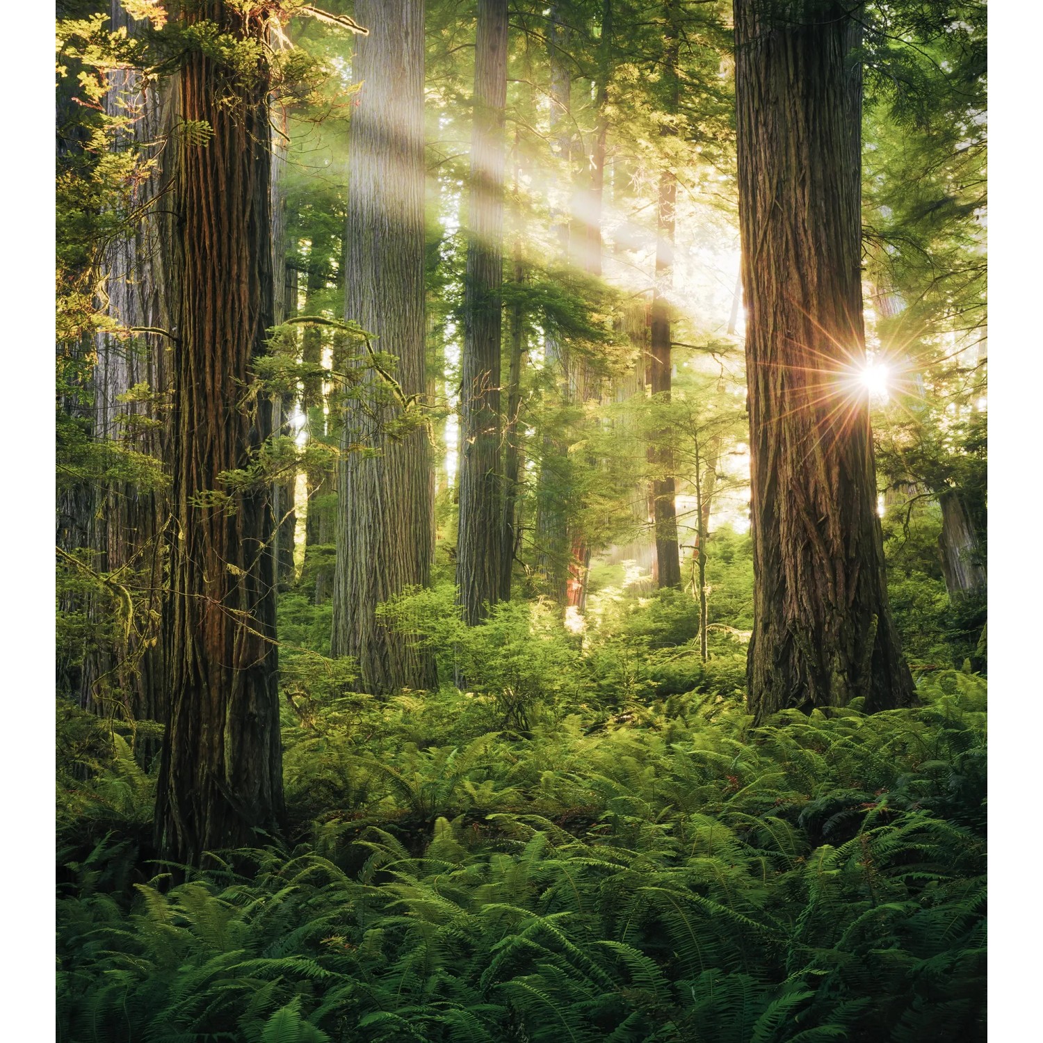 E-shop Komar Vliesová fototapeta Goblins Woods 250 x 280 cm