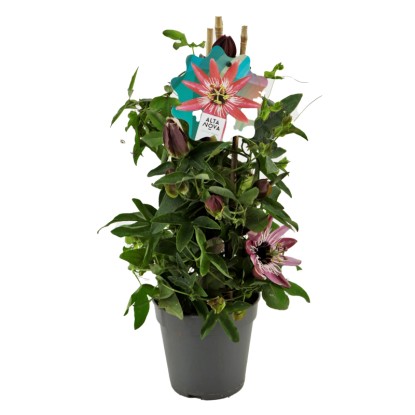 Royal Lemkes Mučenka (Passiflora Hybride) rôzne farby pr. cca 12 cm