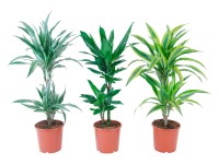 GROW by OBI Dracéna lemovaná Deremensis priemer kvetináča cca 17 cm 2 kmene