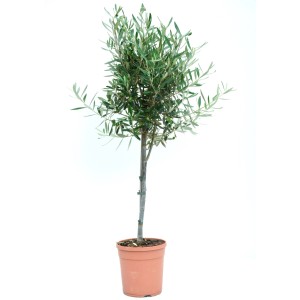 GROW by OBI Olivovník európsky (Olea europaea) mini, cca 40 cm, kv. 5 l