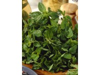 Oregano Diabolo, pr. kvetináča cca 12 cm