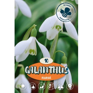 Detailný záber: Biele snežienky Galanthus Ikariae, jemné jarné kvety do záhonov a kvetináčov.