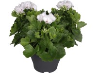 Muškát veľkokvetý 