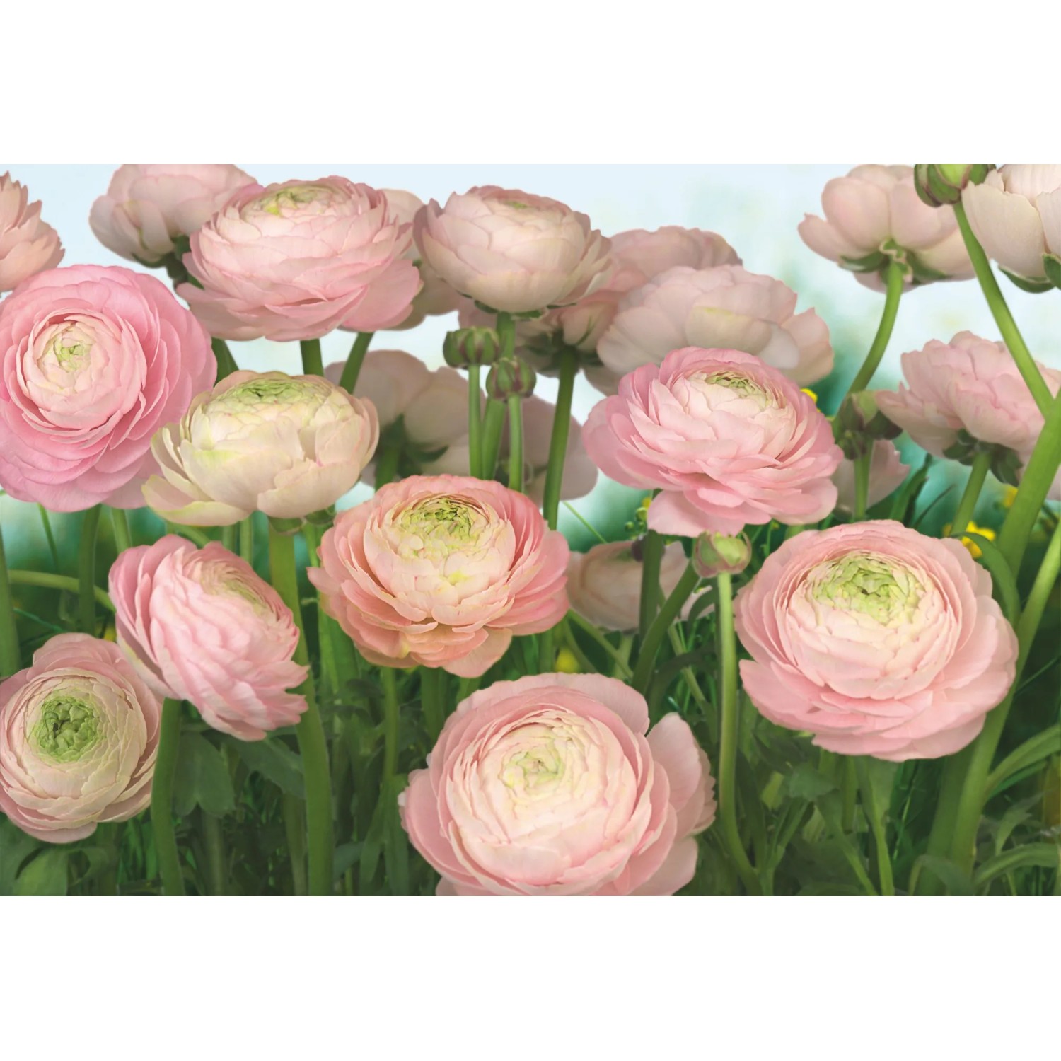 E-shop Komar Papierová fototapeta Gentle Rose, 368 x 254 cm