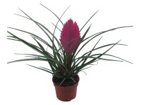 Tilandsia priemer kvetináča cca 9 cm ružová