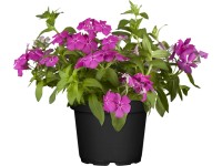 OBI Flox Drummondov priemer kvetináča cca 13 cm