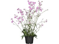 OBI Kukučka alpská červená priemer kvetináča cca 9 cm x 9 cm Lychnis