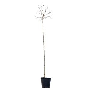 GROW by OBI Ambróvník guľovitý, výška cca 200 cm, v kvetináči. Strom bez listov.