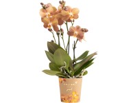 OBI Orchidea motýľokvetá Monaco, 35-45 cm, pr. kvetináča cca 12 cm