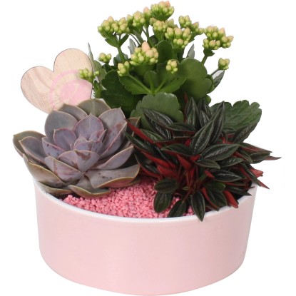 Rastlinný aranžmán v ružovej keramickej miske priemer kvetináča cca 19 cm