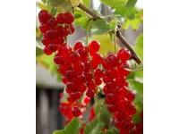 ARBOEKO Červené ríbezle (Ribes rubrum) rôzne odrody, výška cca 40 cm