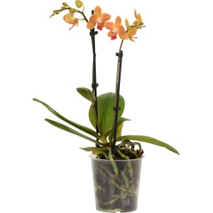 Motýlia orchidea s oranžovo-žltými kvetmi v kvetináči, 2-výhonková Phalaenopsis.