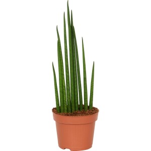 Svokrin jazyk (Sansevieria) v kvetináči, výška cca 40-45 cm. Nenáročná sukulentná rastlina od GROW by OBI.
