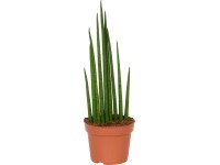GROW by OBI Svokrin jazyk (Sansevieria), rôzne odrody, pr. cca 12 x 40 - 45 cm