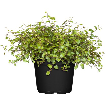 OBI Muehlenbeckia biela priemer kvetináča cca 12 cm Mühlenbeckia