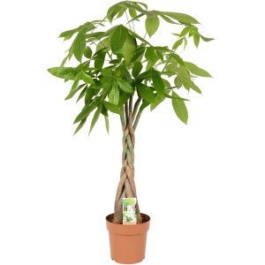 Pachira aquatica (Strom peňazí), cca 80-100 cm vysoká, v kvetináči. Zelená rastlina s pleteným kmeňom.