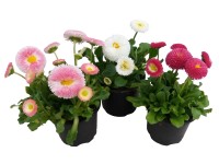 Sedmokráska (Bellis perennis) priemer kvetináča 9 cm