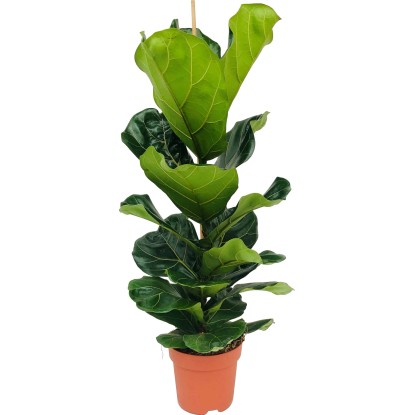 GROW by OBI Fíkus lýrový (Ficus lyrata), pr. cca 21 x 95-120 cm